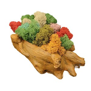 Aranjament-Licheni-Ghiveci-Decorativ-Multicolor-Emag